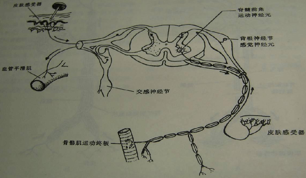 周围神经损伤应该做哪些检查?